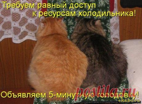 Очередная котоматрица / Болталка / Юмор