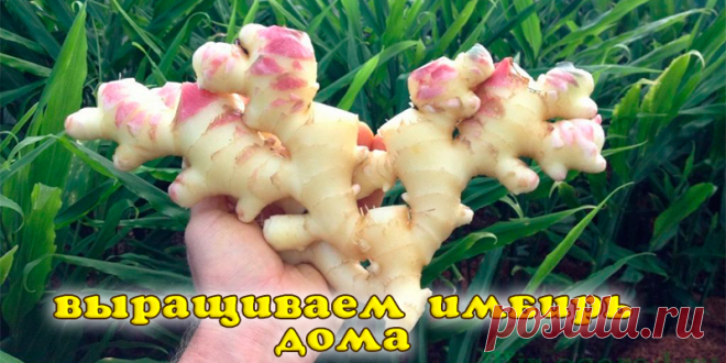 Как вырастить дома имбирь | Полезные советы