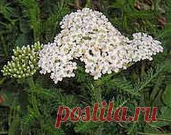 Тысячелистник борется с геморроем | Друг пенсионера
Моей бабушке 72 года. У нее появил­ся геморрой. Лечить какими-то ради­кальными средствами, а тем более делать операцию ей нельзя по возра­сту. С врачом она общего языка не нашла. Я его не виню: пожилые люди довольно требовательные, капризни­чают часто. Но бабушке помогать на­до было. Вот мы и взялись за здоровье бабули всей семьей. Читала, что многие люди страдают от этой болез­ни.