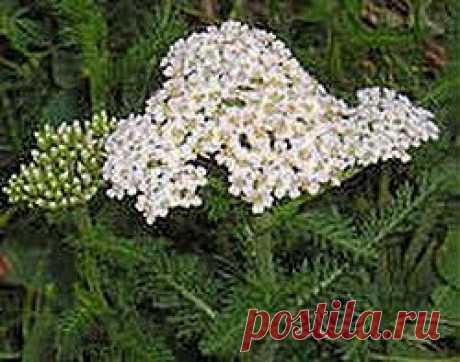 Тысячелистник борется с геморроем | Друг пенсионера
Моей бабушке 72 года. У нее появил­ся геморрой. Лечить какими-то ради­кальными средствами, а тем более делать операцию ей нельзя по возра­сту. С врачом она общего языка не нашла. Я его не виню: пожилые люди довольно требовательные, капризни­чают часто. Но бабушке помогать на­до было. Вот мы и взялись за здоровье бабули всей семьей. Читала, что многие люди страдают от этой болез­ни.