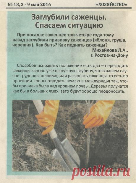 Заглубили саженцы. Спасаем ситуацию