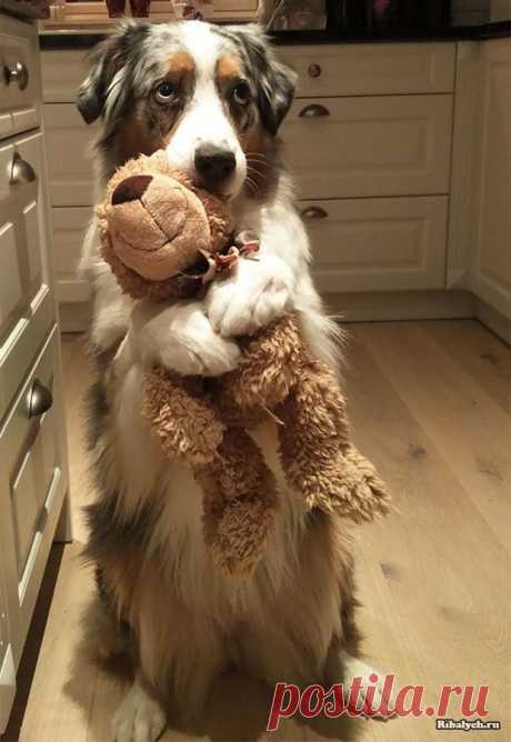 Совсем как дети: милые слабости домашних любимцев