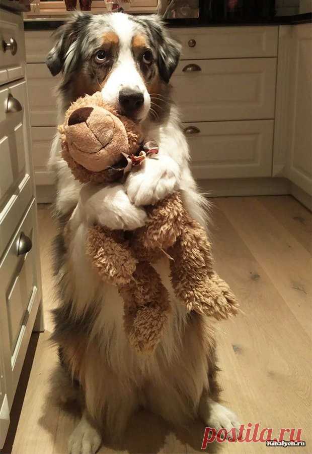 Совсем как дети: милые слабости домашних любимцев