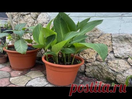 ПОСАДКА КЛУБНЕЙ КАНН В КАШПО И В ГРУНТ. КОНТЕЙНЕРНОЕ ОЗЕЛЕНЕНИЕ.