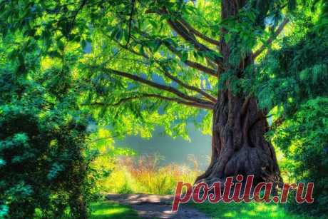 Beautiful, green, cool, forest, nice, scenery, walk, Nature, spring, tree, landscape обои, фото, картинки