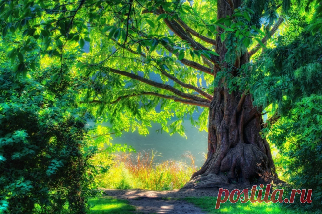 Beautiful, green, cool, forest, nice, scenery, walk, Nature, spring, tree, landscape обои, фото, картинки