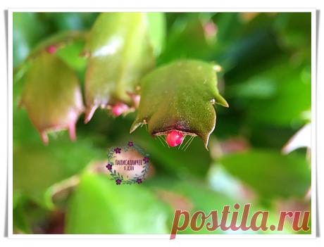 Если мы совершаем одну из этих 2х ошибок в уходе за декабристом, не видать нам его цветения. Рассказываю, как добиться желаемого | Палисадничек | Яндекс Дзен