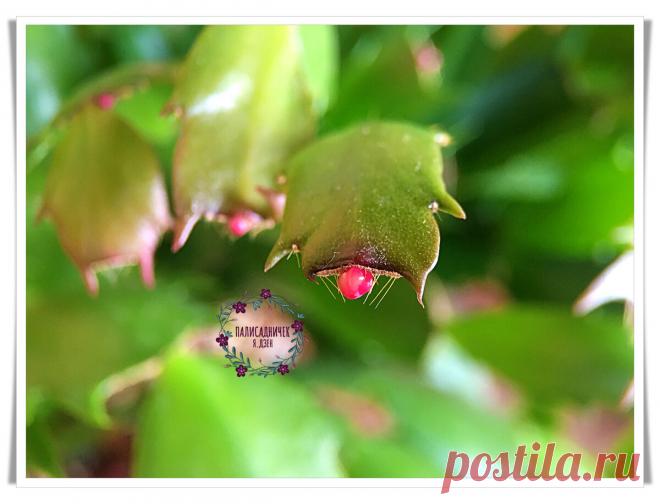 Если мы совершаем одну из этих 2х ошибок в уходе за декабристом, не видать нам его цветения. Рассказываю, как добиться желаемого | Палисадничек | Яндекс Дзен