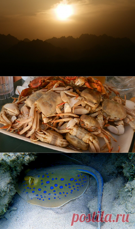 Отдых в Египте: бескрайнее синее море и ловля крабов полотенцами