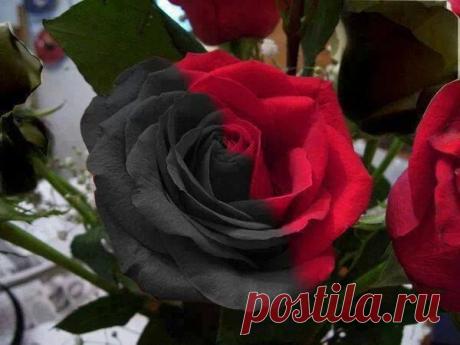 wasfee: В жизни я слышал многое — клятвы, обещания, комплименты, но лучшее, что я слышал — тишина. В ней нет лжи.