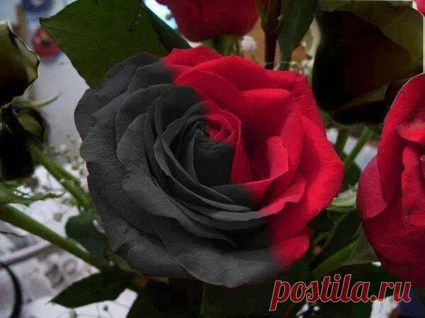 wasfee: В жизни я слышал многое — клятвы, обещания, комплименты, но лучшее, что я слышал — тишина. В ней нет лжи.