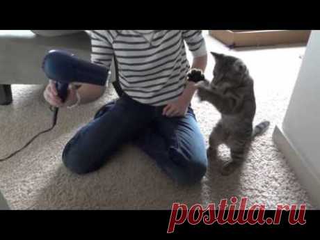 Кот против фена.