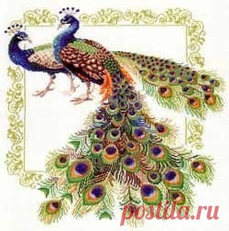 (77) Одноклассники