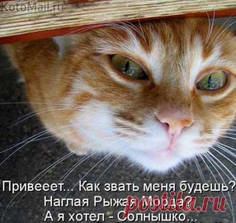 Солнышко. | KotoMail.ru