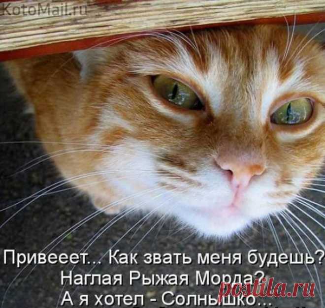 Солнышко. | KotoMail.ru