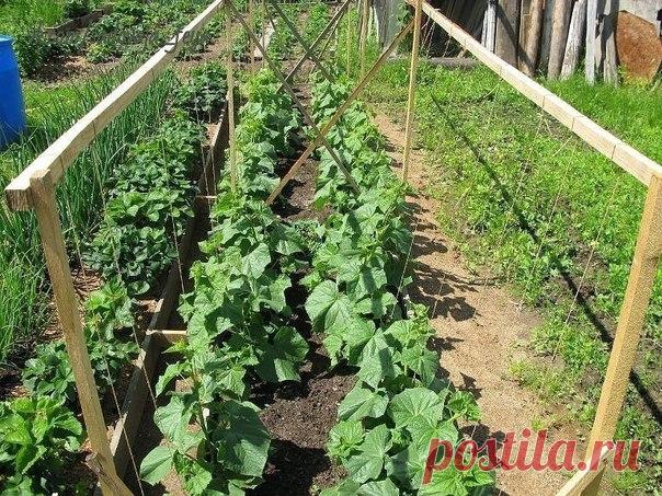 МОЛОКО.... ДЛЯ ОГУРЦА!