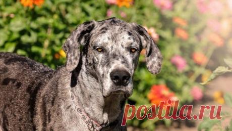 Дог (31 фото)