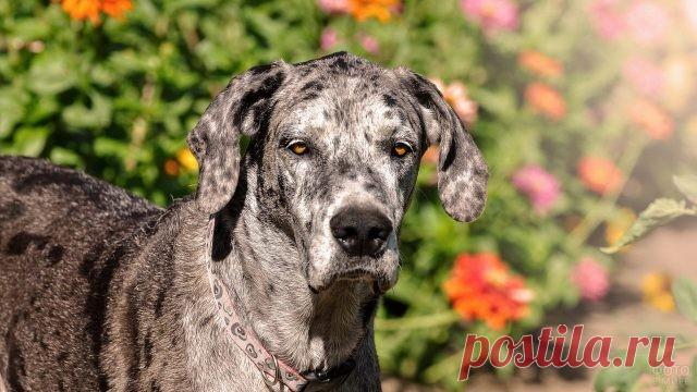 Дог (31 фото)