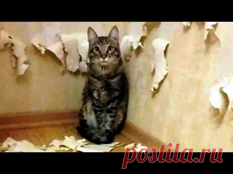 Я РЖАЛ ДО СЛЕЗ 😹 СМЕШНЫЕ КОШКИ И СОБАКИ | СМЕШНЫЕ ЖИВОТНЫЕ 2023 😹 ЛУЧШИЕ ПРИКОЛЫ #60