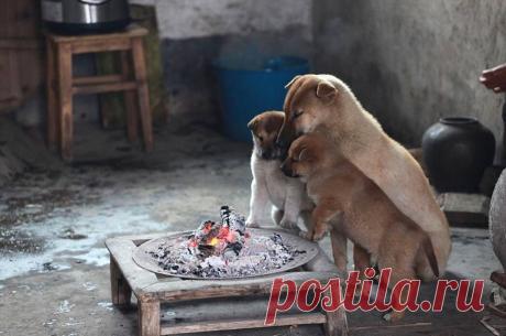 А где же наш ужин...?