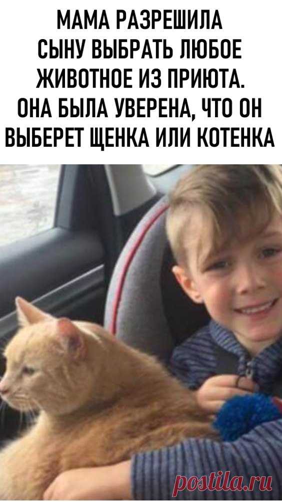 Мама разрешила сыну выбрать любое животное из приюта. Она была уверена, что он выберет щенка или котенка