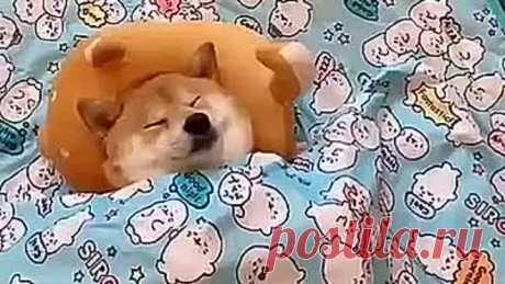 Эти забавные животные 🤗😍