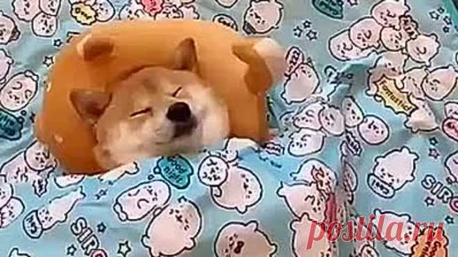 Эти забавные животные 🤗😍