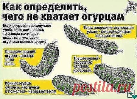 Вот что напиток сделает с организмом!
Сразу отмечу: этот напиток имеет странный вкус. Многим может не понравиться! Но по воздействию — натуральное лекарство, очень сильное. Моментально восстановит организм и поставит на ноги!
Такой банановый коктейль делается в два счета. Основной питательный компонент — банан, который содержит калий, магний и фосфор. Калий полезен для всех мышц, в том числе и для мышц сердца. Фосфор поможет организму справиться с перевариванием углеводов....