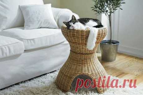 Дизайн для котов