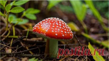Мухомор красный (Amanita muscaria) – один из самых узнаваемых грибов, благодаря своей ярко-красной шляпке с белыми пятнами. Этот гриб на протяжении веков привлекал внимание своими уникальными свойствами, и его изучение продолжает вызывать интерес у ученых и этноботаников. Источник: https://bestlavka.ru/grib-muhomor-krasnyi-ego-svoystva-i-sposoby-ispolzovaniya/