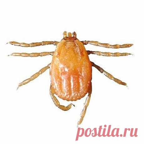 2 грамма ванилина (не ванильного сахара, а ванилина!) на 100 грамм водки