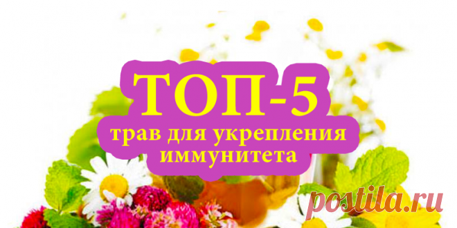 ТОП-5 трав для укрепления иммунитета | Полезные советы
