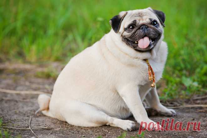Ожирение у собак: узнайте, как выявлять, лечить и предотвращать - PetTips