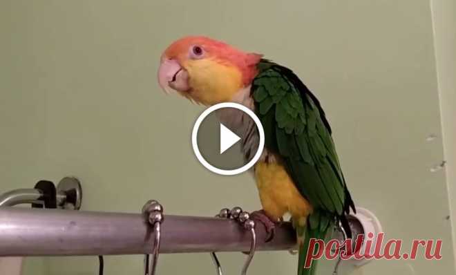 Bird Sings In Shower