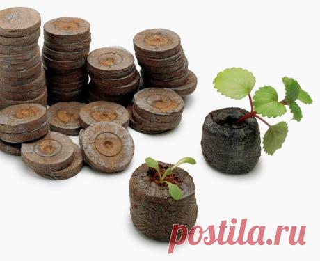 В чем сажать рассаду — 6 соток