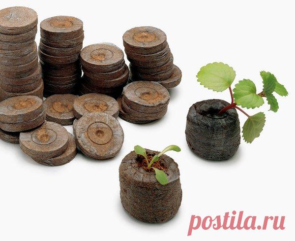 В чем сажать рассаду — 6 соток