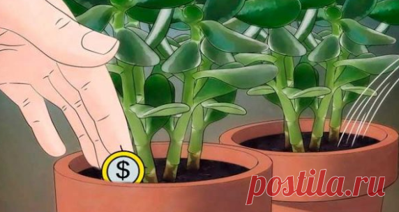 ESTA PLANTA CAMBIO MI VIDA, TRAJO A ELLA UN IMÁN DE DINERO Y ENERGÍAS POSITIVAS. MÍRALO POR TI