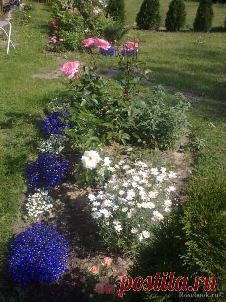 Сад Сергея Маланина | Самоцветик