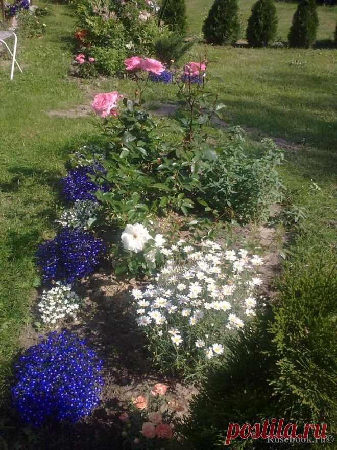 Сад Сергея Маланина | Самоцветик