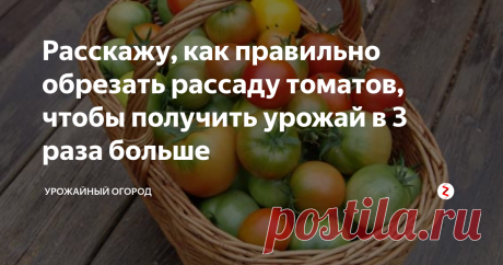Расскажу, как правильно обрезать рассаду томатов, чтобы получить урожай в 3 раза больше Добрый день, огородники и садоводы!
Расскажу вам о своем уникальном способе обрезки рассады томатов, чтобы в итоге получить 3 раза больше урожая.
Подписывайтесь на Урожайный огород! Ставьте палец вверх, оставляйте комментарии под статьей
Томаты на рассаду я уже 5 лет подряд сею 15 февраля. Знаю, что многие огородники скажут. что это неправильно, но я здесь описываю исключительно свой опыт.