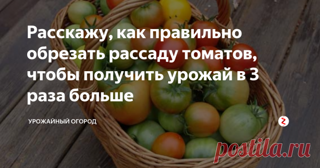 Расскажу, как правильно обрезать рассаду томатов, чтобы получить урожай в 3 раза больше Добрый день, огородники и садоводы!
Расскажу вам о своем уникальном способе обрезки рассады томатов, чтобы в итоге получить 3 раза больше урожая.
Подписывайтесь на Урожайный огород! Ставьте палец вверх, оставляйте комментарии под статьей
Томаты на рассаду я уже 5 лет подряд сею 15 февраля. Знаю, что многие огородники скажут. что это неправильно, но я здесь описываю исключительно свой опыт.
