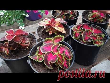 Самые КРАСИВЫЕ Многолетники🌷Просто Сказка👍Цветы для клумбы