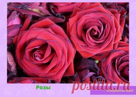 Розы &amp;#8212; Кладовочка