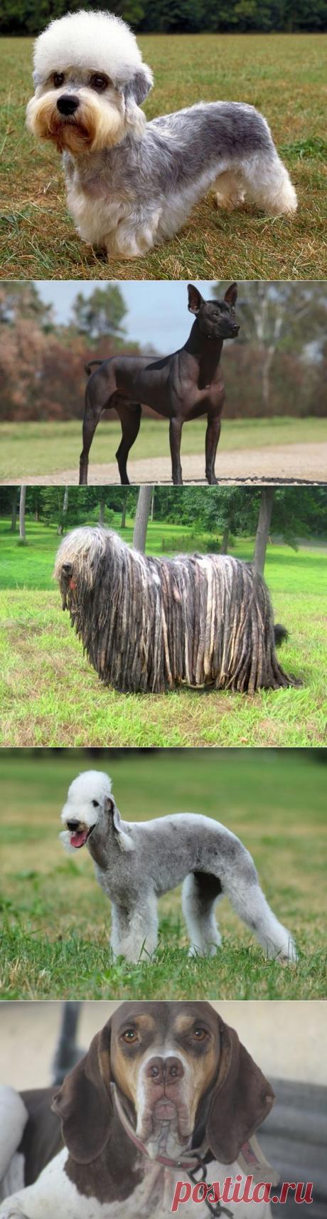 Самые редкие породы собак