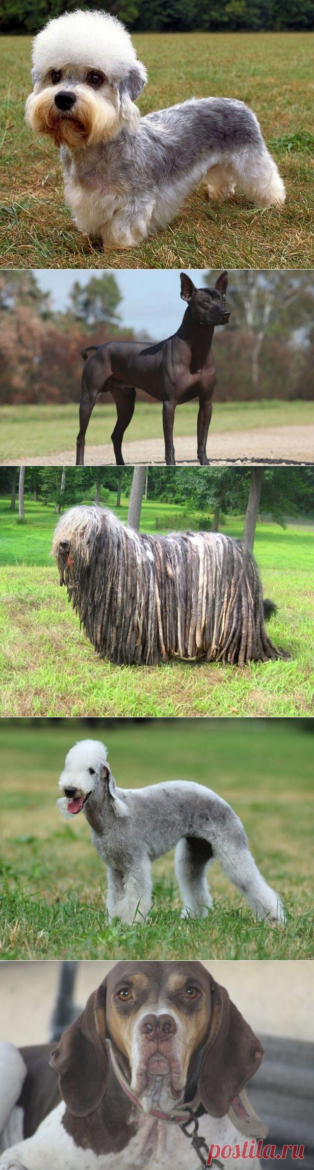 Самые редкие породы собак