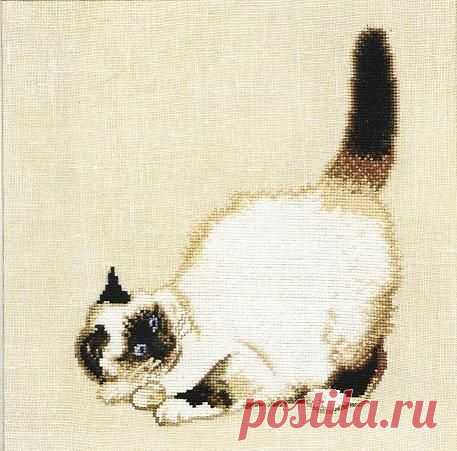 Котик бирманской породы.