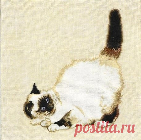 Котик бирманской породы.
