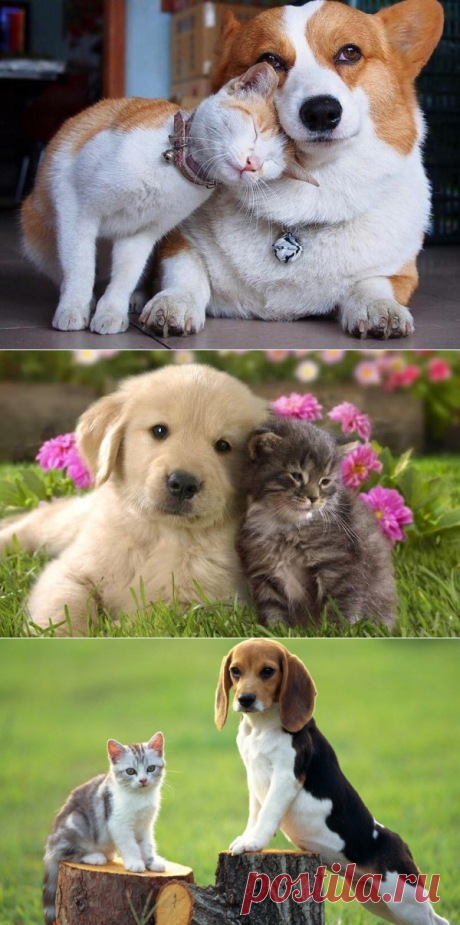 Кошки + собаки