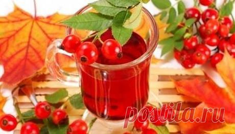 Шиповник. Свойства, польза. Чай, настой из шиповника | Рецепты народной медицины