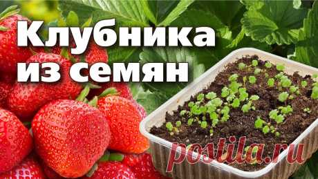 ПОСЕВ КЛУБНИКИ В ДОМАШНИХ УСЛОВИЯХ. Супер-способ ★Чаще всего мы выращиваем садовую землянику (клубнику) вегетативным способом. То есть, покупаем готовую рассаду или отсаживая усы. Но есть возможность выраст...